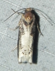Epiblema dorsisuffusana
