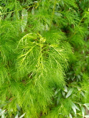 Artemisia abrotanum