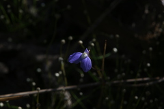 Utricularia leptoplectra