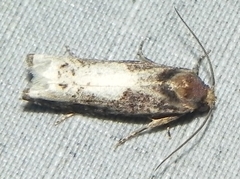 Epiblema dorsisuffusana