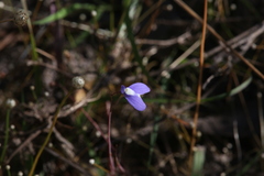 Utricularia leptoplectra