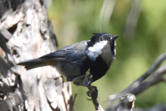 Periparus rufonuchalis