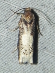 Epiblema dorsisuffusana