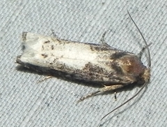 Epiblema dorsisuffusana