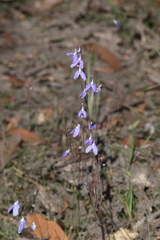 Utricularia leptoplectra