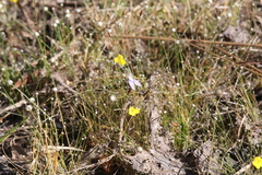Utricularia leptoplectra