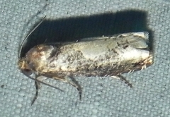 Epiblema dorsisuffusana