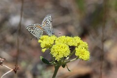 Euphilotes ancilla
