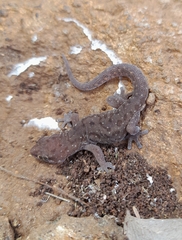 Pachydactylus punctatus