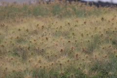 Spinifex littoreus