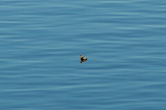 Tachybaptus ruficollis