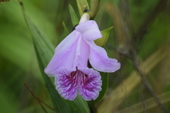 Sobralia rosea