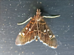 Diathrausta harlequinalis