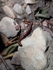 Pachyiulus hungaricus