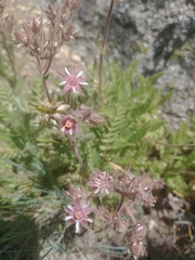 Horkelia hendersonii