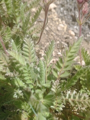 Horkelia hendersonii