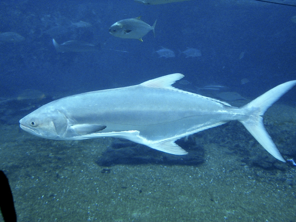 Leerfish