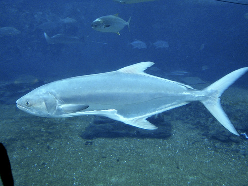 Lichia amia (Linnaeus, 1758)