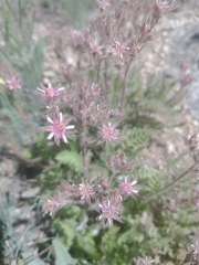 Horkelia hendersonii