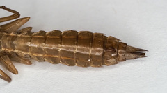Aeshna juncea