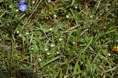 Heliotropium formosanum