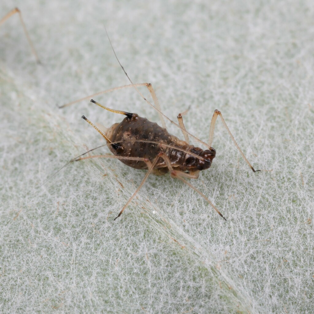 Uroleucon tussilaginis