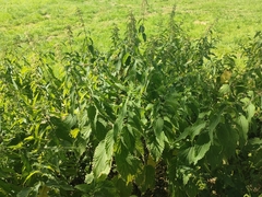 Urtica dioica
