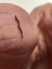 Rhynchodemus sylvaticus