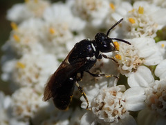 Hylaeus communis