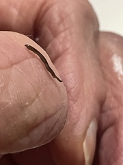 Rhynchodemus sylvaticus