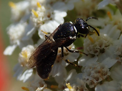 Hylaeus communis