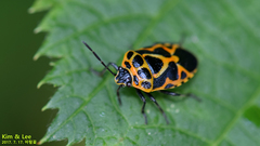 Eurydema