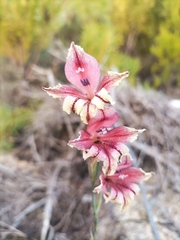 Gladiolus guthriei