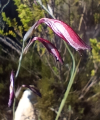 Gladiolus guthriei