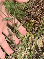 Gaillardia aestivalis winkleri