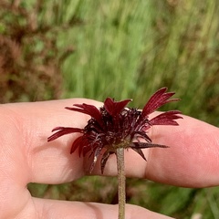 Gaillardia aestivalis winkleri