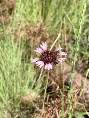 Gaillardia aestivalis winkleri