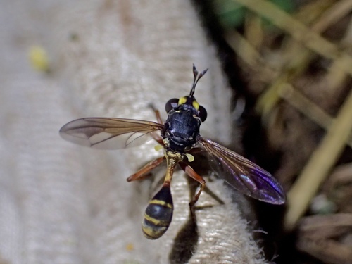 Physocephala rufipes nuotrauka