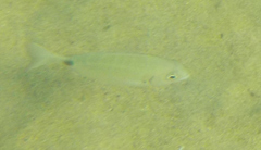 Diplodus sargus
