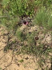 Gaillardia aestivalis winkleri