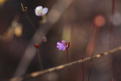 Stylidium pedunculatum