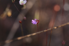 Stylidium pedunculatum