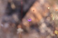 Stylidium pedunculatum