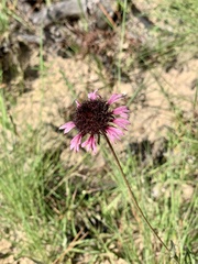 Gaillardia aestivalis winkleri