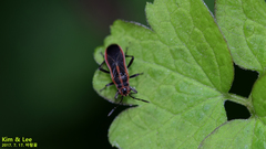 Arocatus pseudosericans