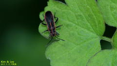 Arocatus pseudosericans