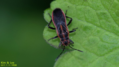 Arocatus pseudosericans