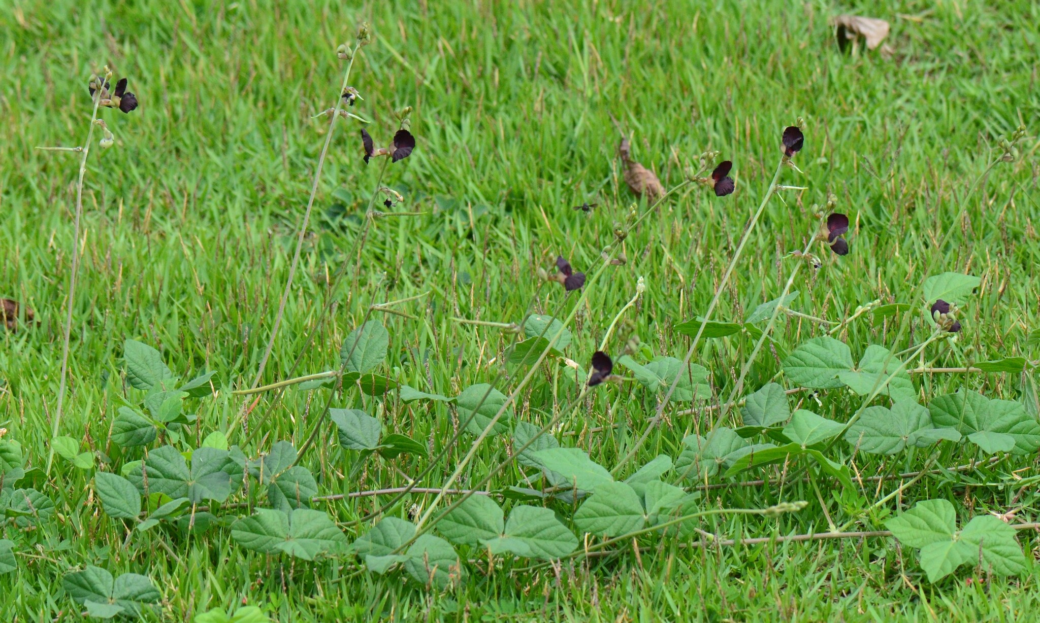 Macroptilium atropurpureum