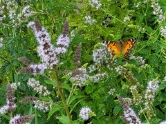 Vanessa virginiensis