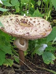 Chlorophyllum brunneum